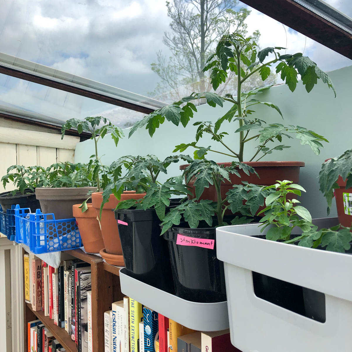 Voorgezaaide planten onder een lichtkoepel