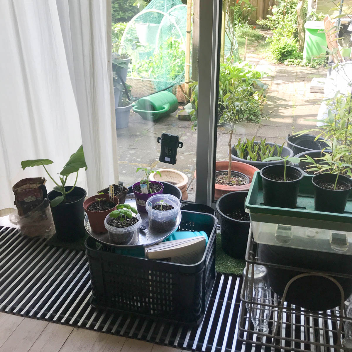 Vitrage beschermt courgette tegen te felle zon