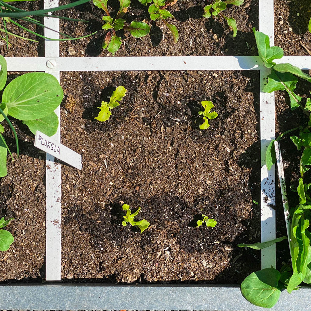 Makkelijke Moestuin-mix houdt water vast waar het nodig is