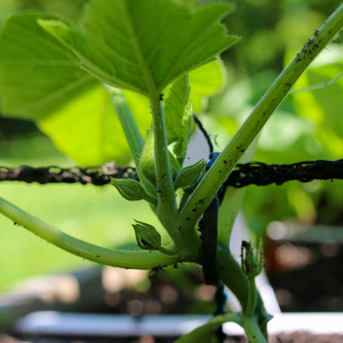 Jonge courgetteplant bij het klimrek