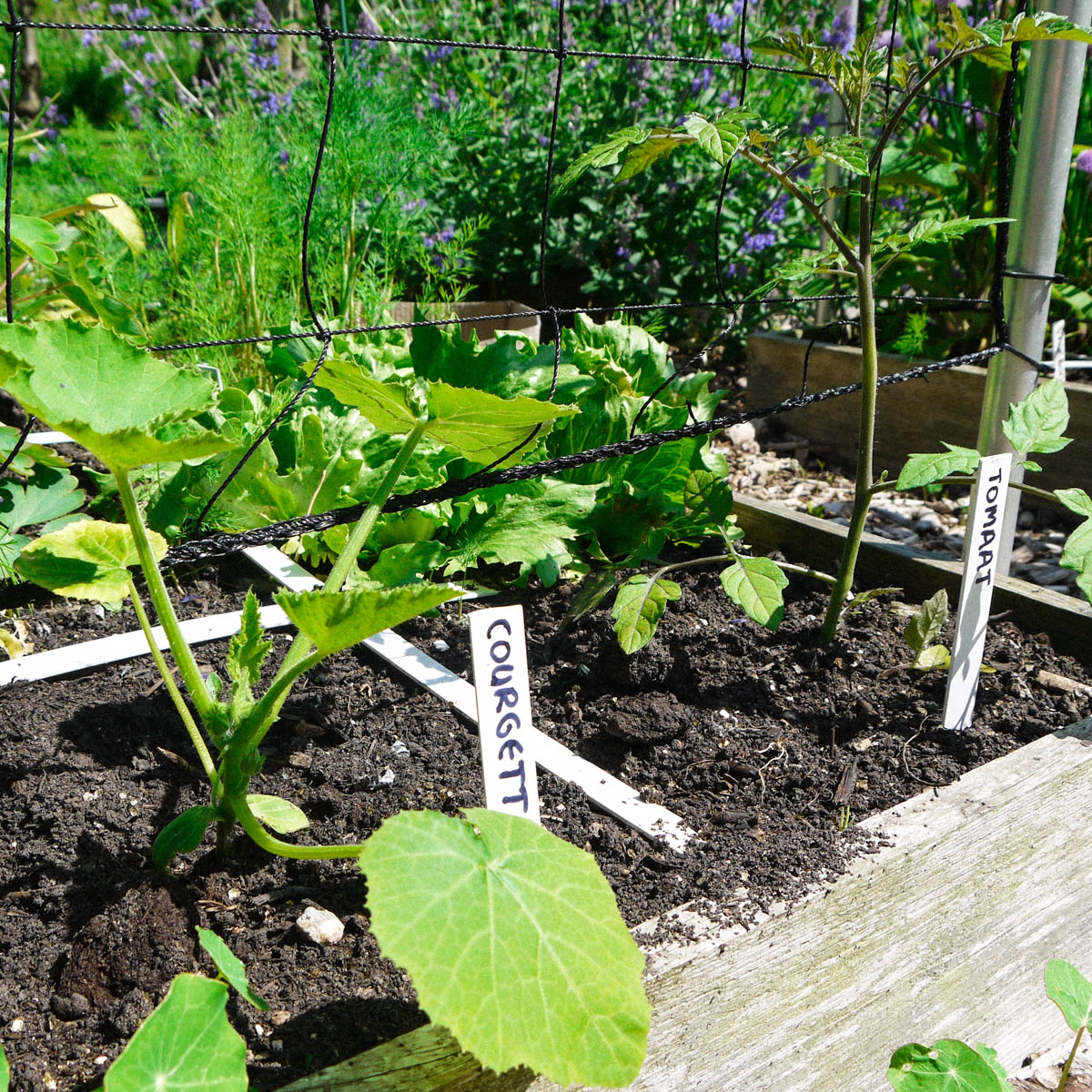 Voorgezaaide tomaat en klimcourgette in moestuinbak