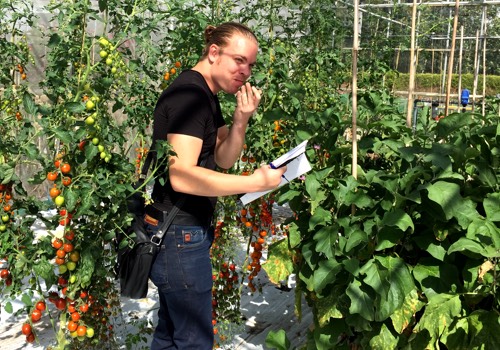 Tomaten Makkelijke Moestuin proeven bij het zadenbedrijf