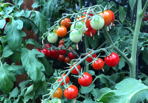 Superzoete tomaten van de Makkelijke Moestuin