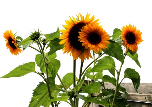 Zonnebloem van de Makkelijke Moestuin: meerdere bloemen aan één stengel
