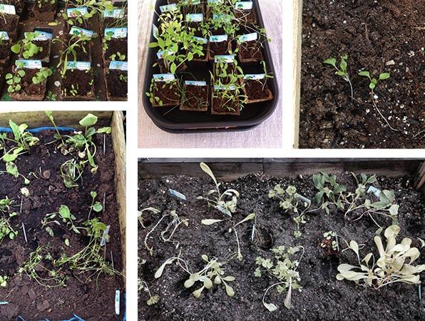 zaailingen van AH moestuintjes