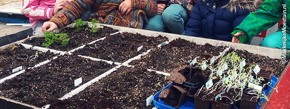 Overzetten van de AH-zaailingen in de moestuinbak