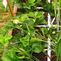 de aardbeien planten in mijn MM