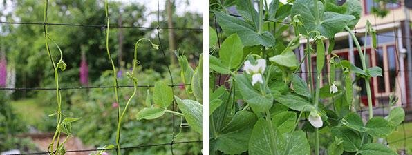 Snijbonen op weg naar boven en de eerste oogstbare peultjes