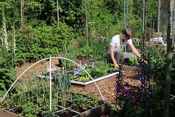 Het laatste rondje moestuin voor de vakantie
