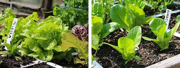 Een uitzondering: (bijna) ongeschonden plantjes