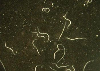 Nematoden onder de microscoop