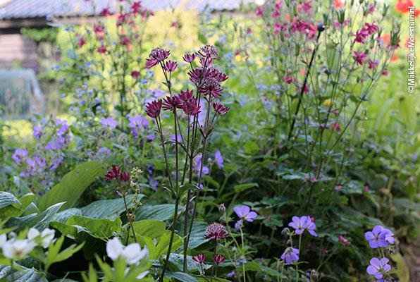 Bijen houden vooral van inheemse bloemen