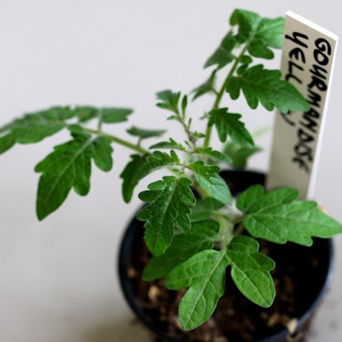 Tomatenplantje opkweken voor de Makkelijke Moestuin mini