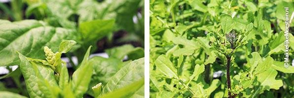 links: bloeiende spinazie - rechts: bloemstengel van rucola
