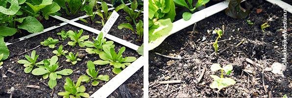 links: ienie mienie veldsla - rechts: restanten van stamboontjes