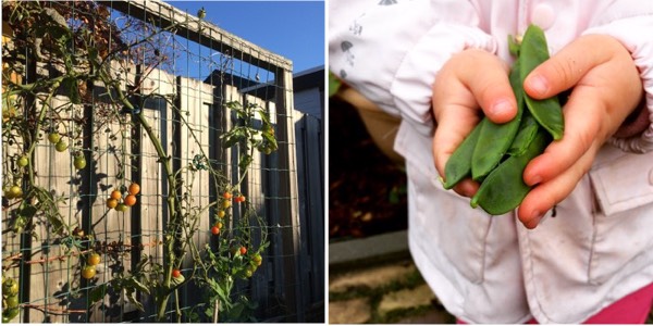 Tomaten en peultjes, tot in november