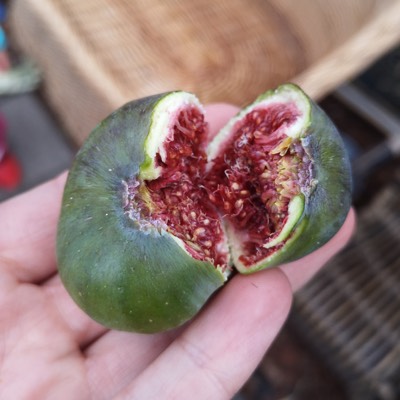 Geoogste vijg uit de Makkelijke Moestuin kas