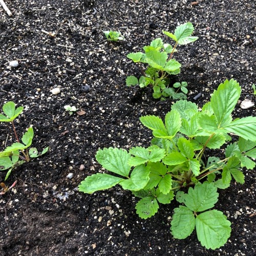 Pfff, de plantjes groeien tergend traag