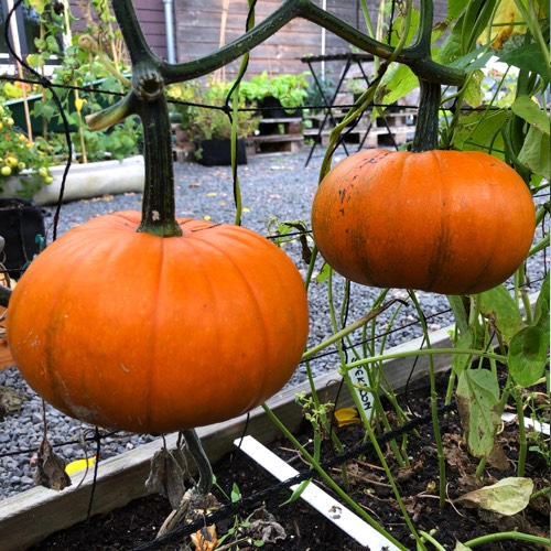 Rijpende pompoenen begin oktober
