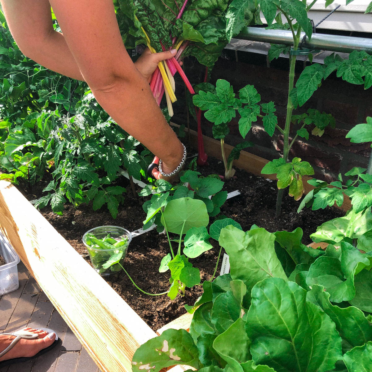 Mannonie aan het oogsten in de Makkelijke Moestuin