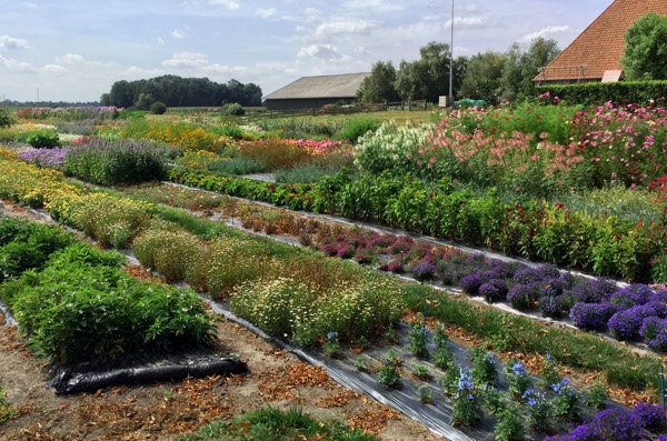 Een (klein) deel van de proeftuin