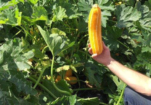 Gestreepte gele courgette
