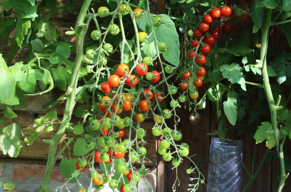 Twee van de tig tomatenplanten in onze kas