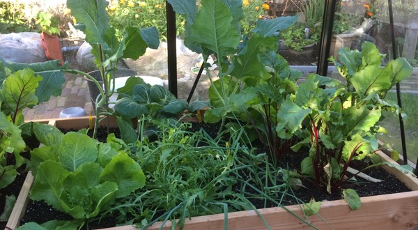De plantjes groeien als kool
