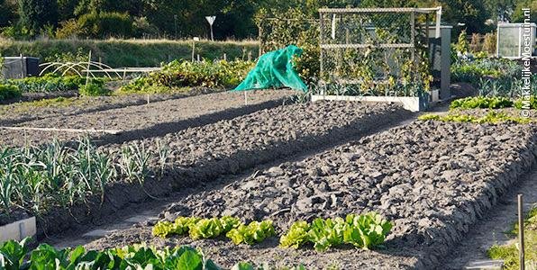 Goed onderhouden gewone moestuin in november; omspitten voor het volgende voorjaar