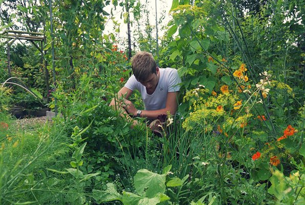 Dezelfde moestuinbakken - half juli 2013