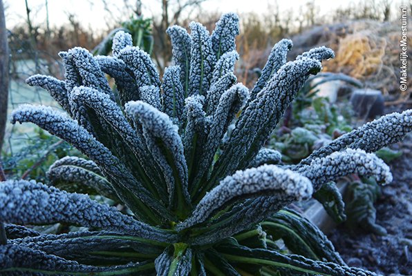Palmkool in de winter