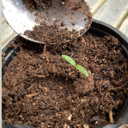 Vul het potje met de tomatenzaailing helemaal aan met Makkelijke Moestuin mix