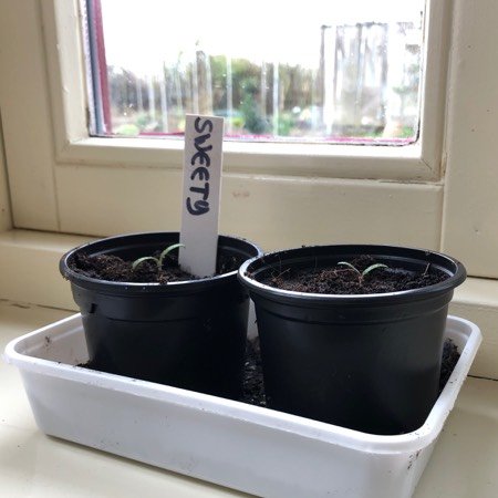 Net verspeende tomatenplantjes op de vensterbank