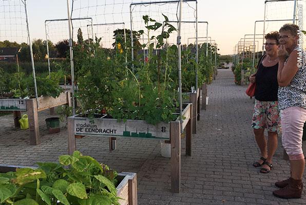 Moestuinproject met rijen Makkelijke Moestuinbakken
