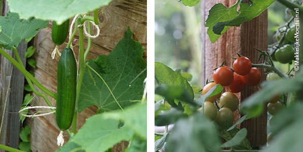komkommer en tomaten in mijn kas