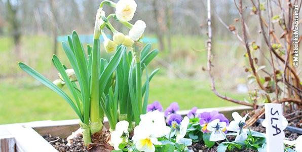 Vrolijke narcissen en eetbare viooltjes