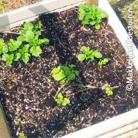 de eerste planten zijn al te zien