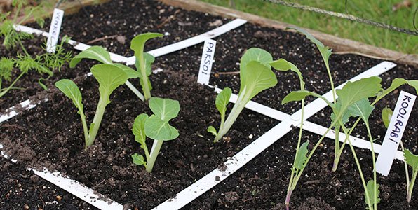 Venkel, paksoi en koolrabi plantjes