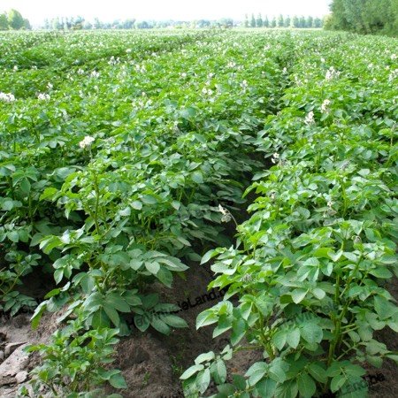 Aardappelveld