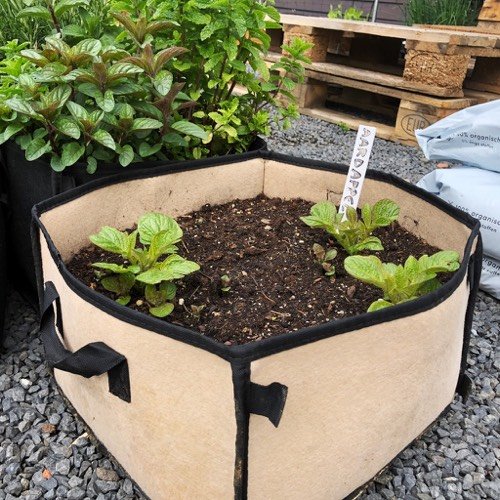 De eerste plantjes komen boven