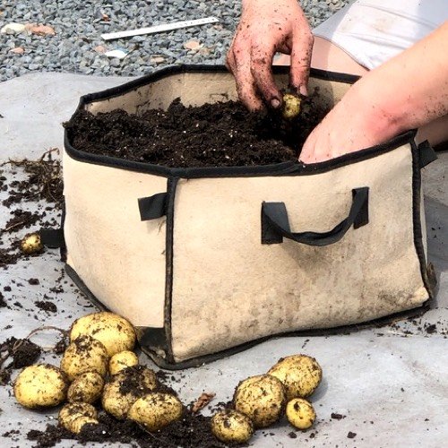 Op zoek naar de aardappels