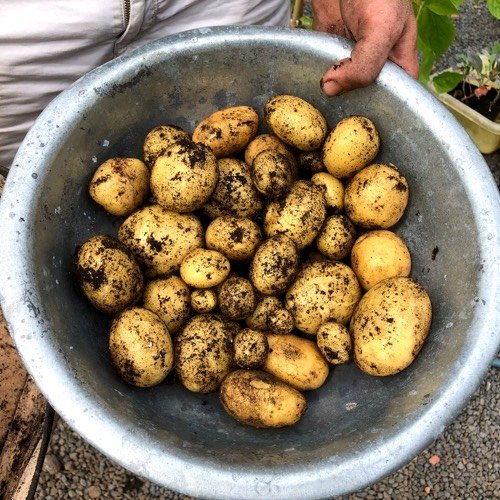 De opbrengst? 1,7 kilo