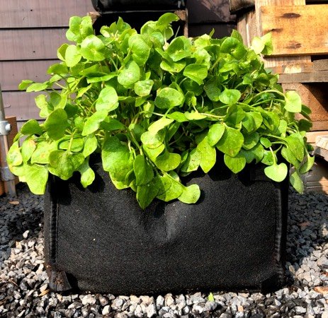 Winterpostelein groeit prima in een pot