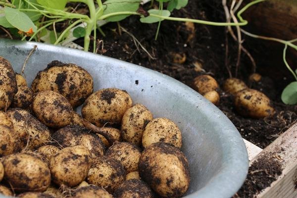 Aardappels uit een moestuinbak