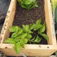 Aardappels telen met opzetbak