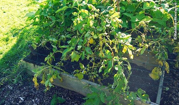 Aardappels telen in vakken mét en zonder opzetbak