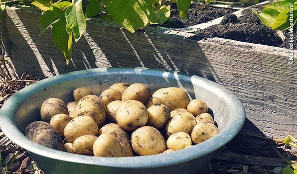 Gemiddeld 1,5 kilo aardappels per vak