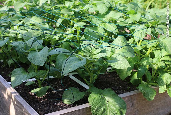 Grofmazig tuingaas over aardappelplanten