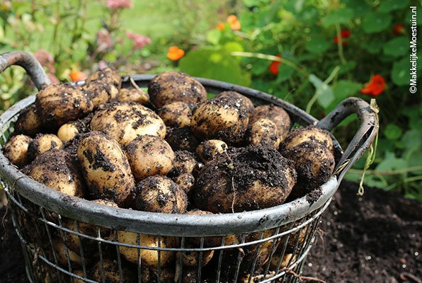 Een deel van de oogst uit mijn aardappelbak