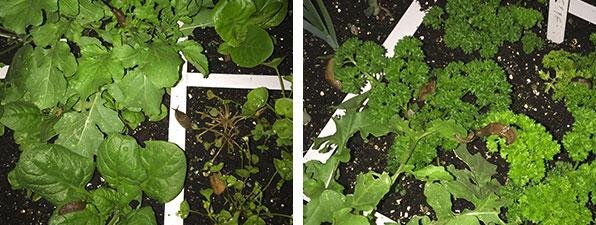 Rucola, spinazie, peterselie: allemaal mjammie!